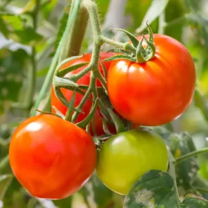 Vegetable seeds