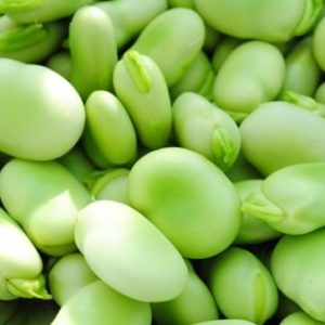 Fababean