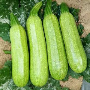 Squash