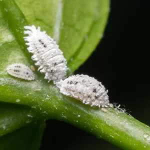 Insecticides